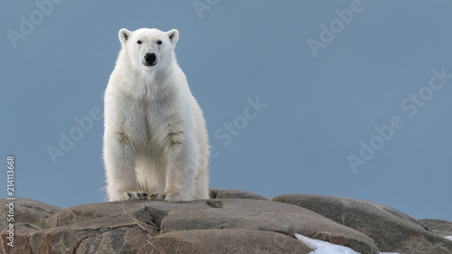 Polar Bear in the Wild! photo