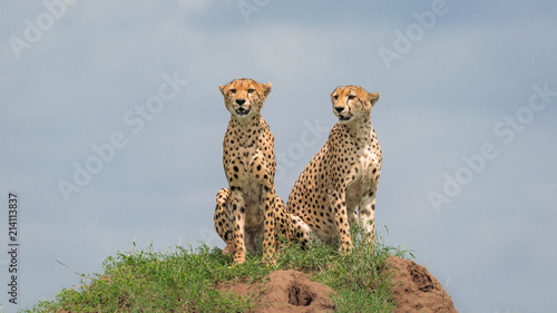 Brother Cheetahs photo