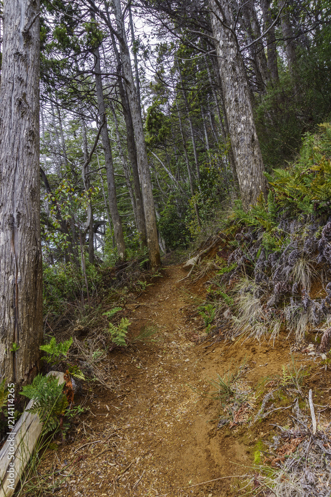 Forest Trail at Los Alerces National Park Forest Trail at Los Alerces National Park