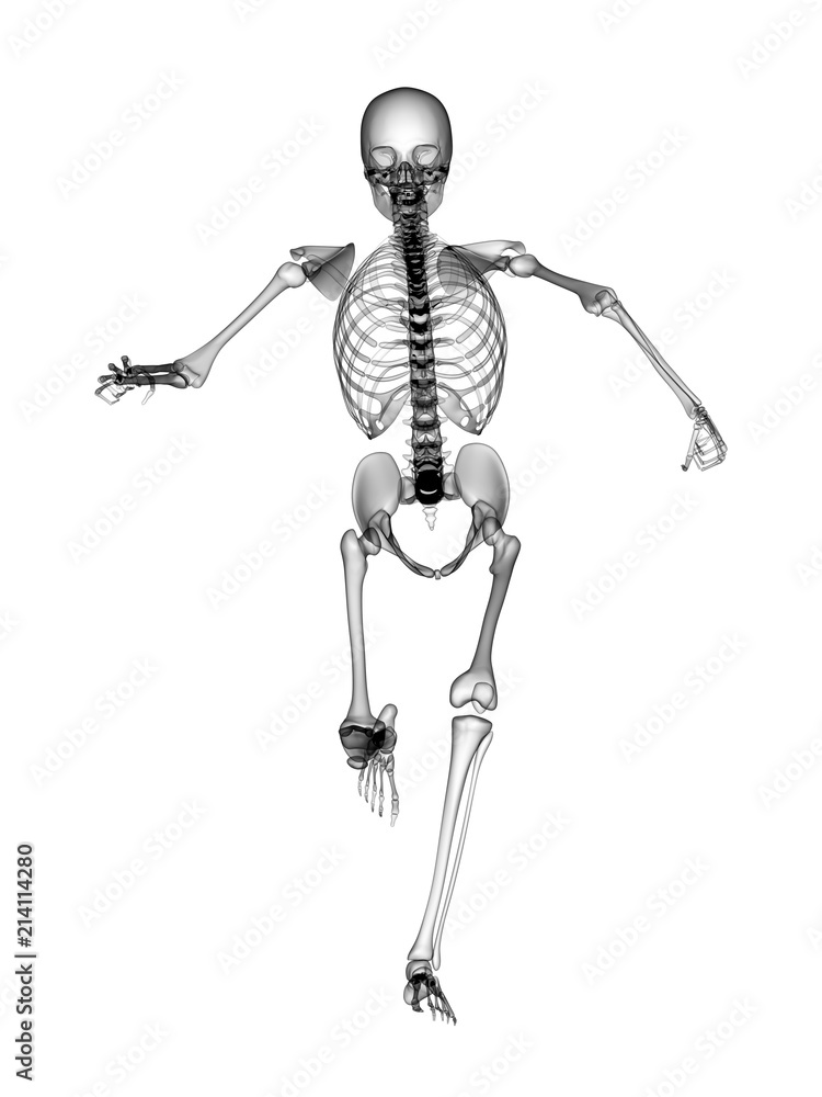 X RAY SKELETON 3D RENDER X RAY SKELETON 3D RENDER
