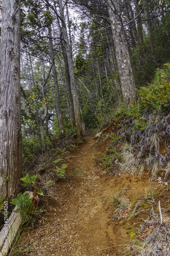 Forest Trail at Los Alerces National Park