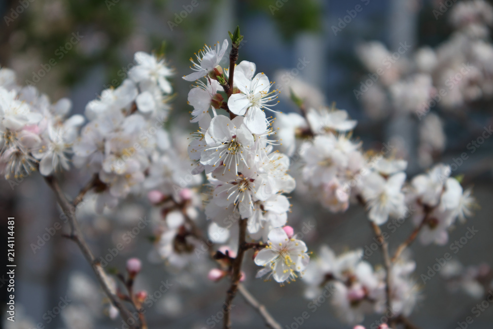 Apricot blossom in may Apricot blossom in may
