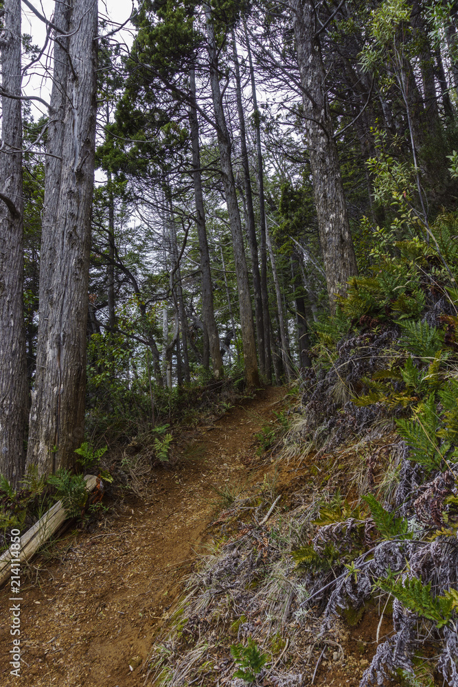 Obraz premium Forest Trail at Los Alerces National Park