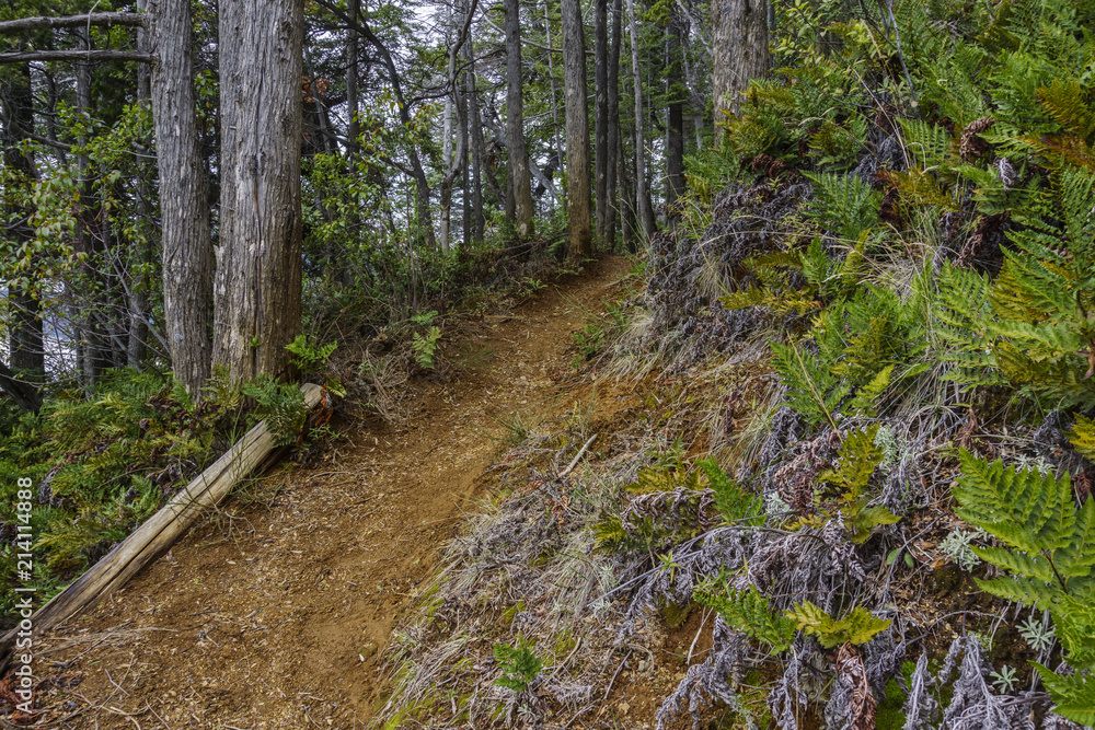 Forest Trail at Los Alerces National Park Forest Trail at Los Alerces National Park
