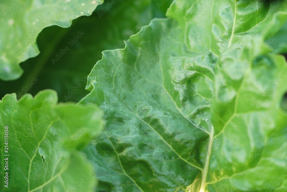 Leaves of sugar beet Leaves of sugar beet