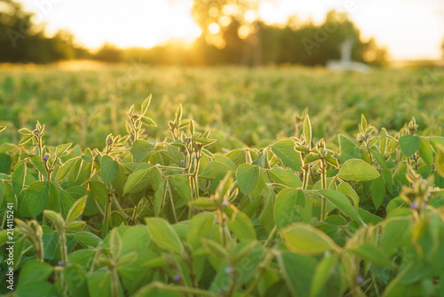 Flowering of soybean in summer