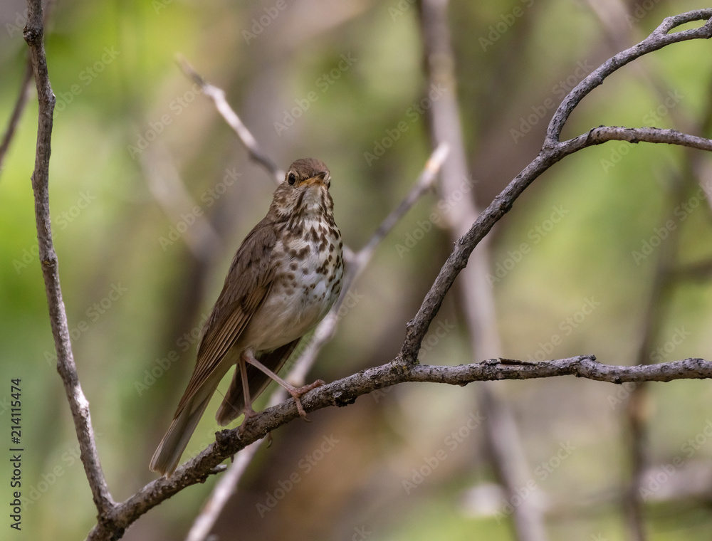Hermit thrush perched on tree limb near Capulin Spring, Sandia Mountains, New Mexico Hermit thrush perched on tree limb near Capulin Spring, Sandia Mountains, New Mexico