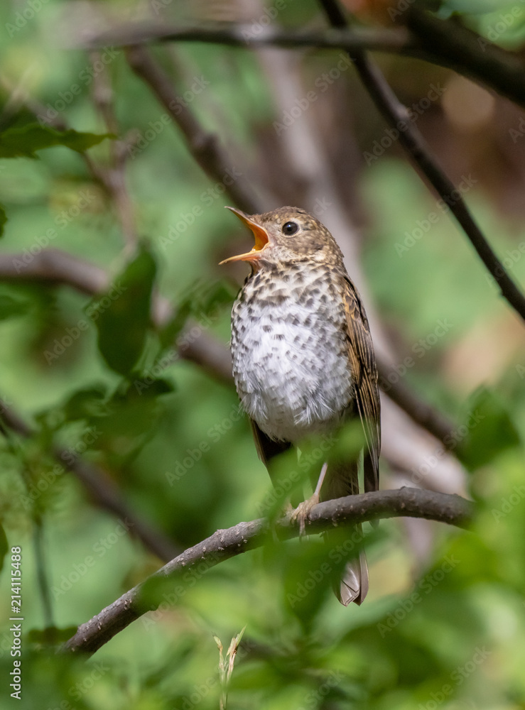 Hermit thrush perched on tree limb near Capulin Spring, Sandia Mountains, New Mexico Hermit thrush perched on tree limb near Capulin Spring, Sandia Mountains, New Mexico