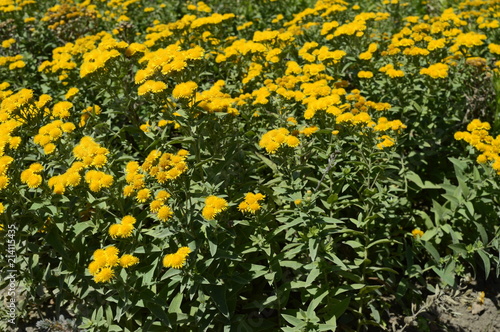 Inula germanica - yellow daisy-like flowerheads with narrow ray-florets