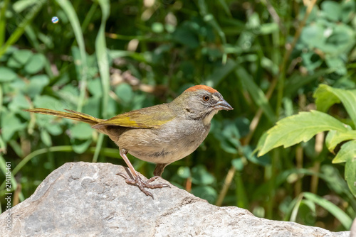 Green-tailed towhee on rock near Capulin Spring, Sandia Mountains, New Mexico