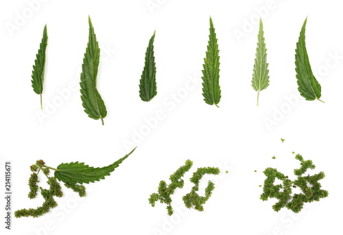 Set fresh leaf nettle and seeds isolated on white background, clipping path