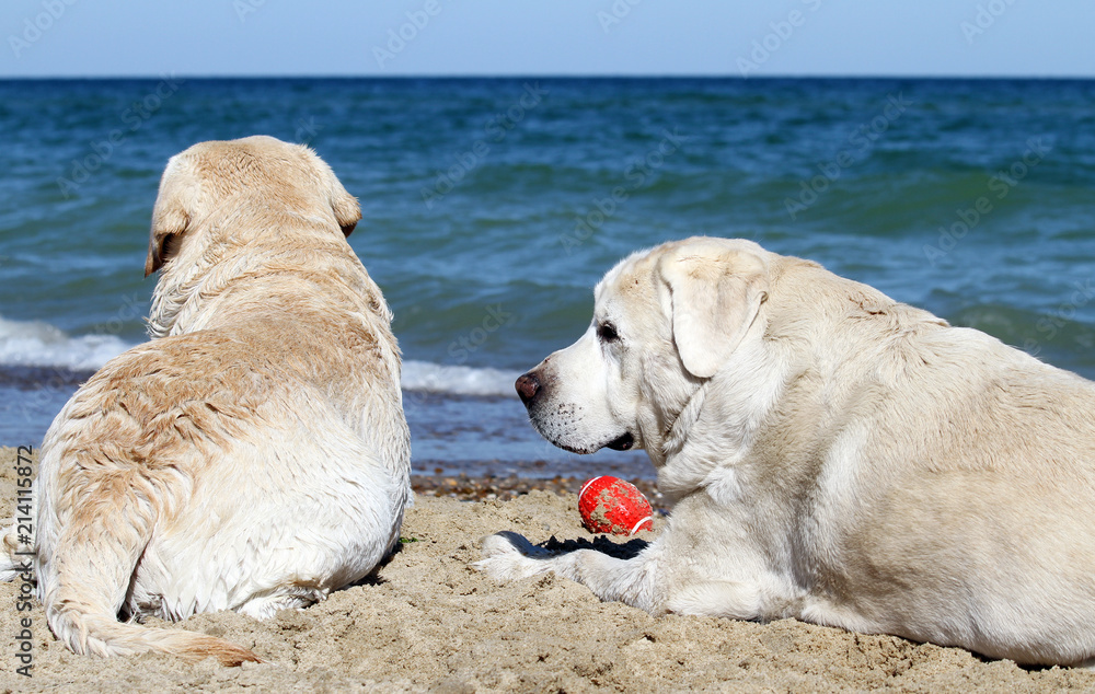 two yellow labradors playing at the sea portrait two yellow labradors playing at the sea portrait