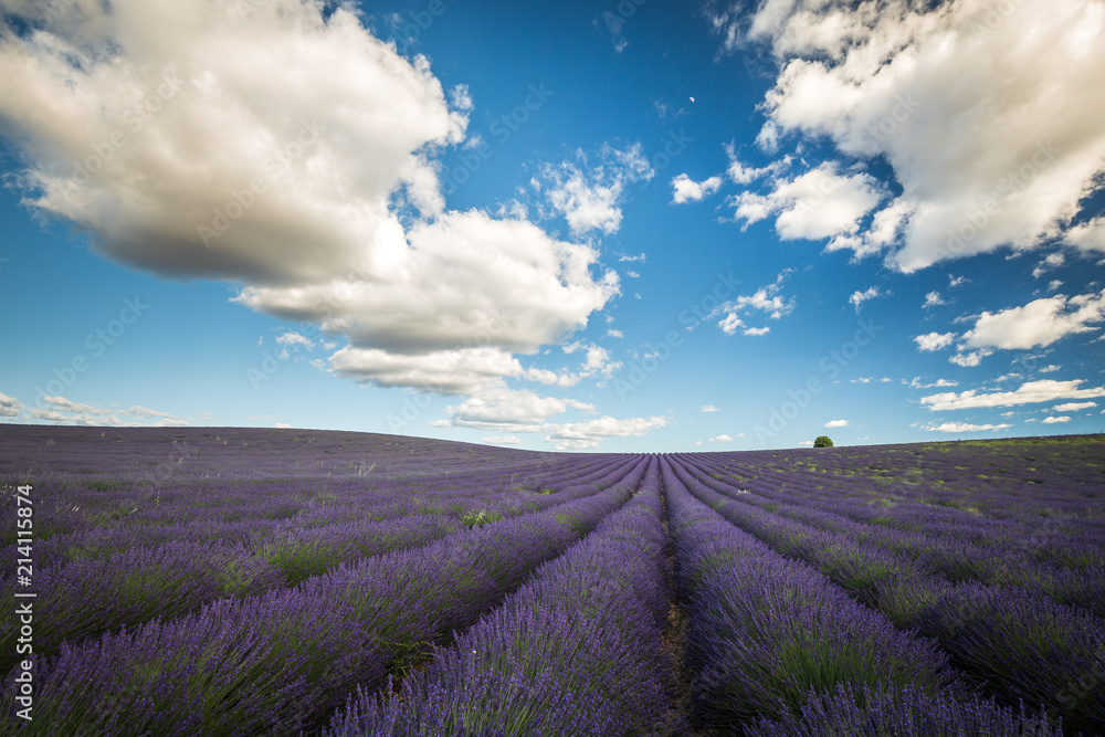 Lavender fields in France Lavender fields in France