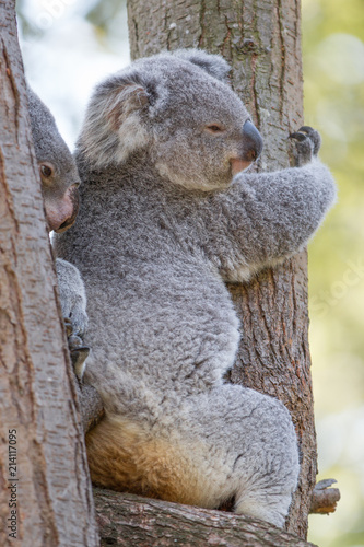 Fototapeta Naklejka Na Ścianę i Meble -  Koala (Phascolarctos cinereus) Koalabär