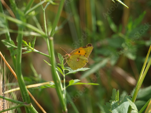 mariposa verde y amarilla