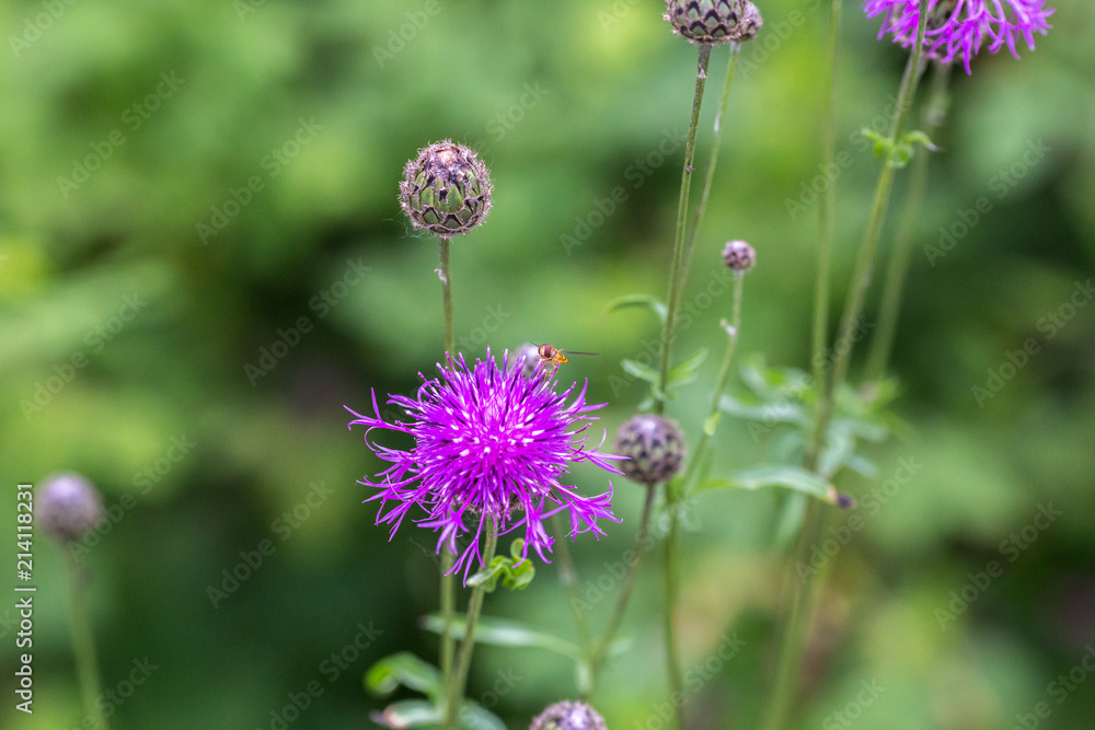 Fototapeta premium Centaurea scabiosa close up, macro