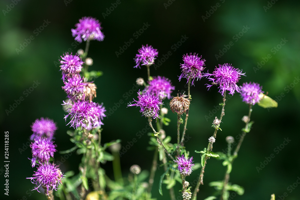 Centaurea scabiosa close up, macro