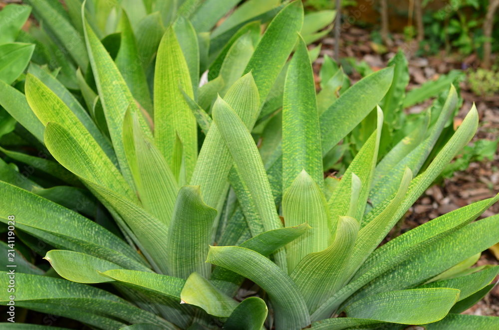 Obraz premium Teneriffa 2018 