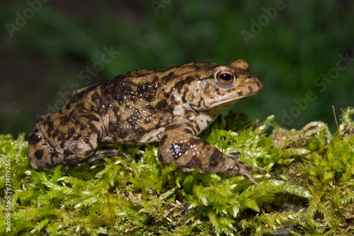 Common Toad (Bufo bufo)/Common Toad migrating to breeding pond
