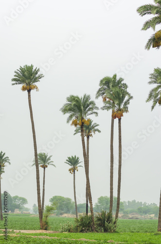 Date palm trees in a field