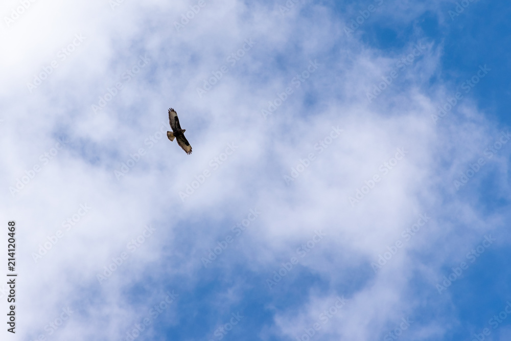 Single bird on sky with clouds background Single bird on sky with clouds background