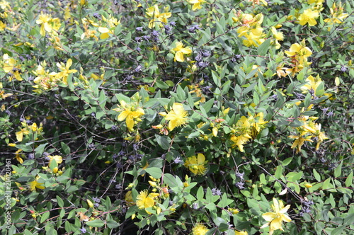 Fototapeta Naklejka Na Ścianę i Meble -  Hypericum hidcote - ornamental freshly green shrub with bright yellow flowers