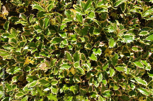 Leafy Green Ivy For Screensaver or Background. Background Screensaver Biology. © Raul H