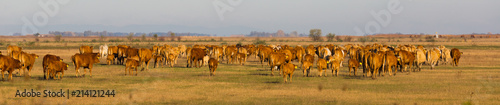 Image of cows in the steppes in hungarian Hortobagy