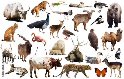 Fototapeta Naklejka Na Ścianę i Meble -  asia animals isolated