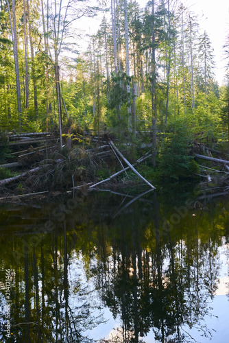  Boubin lake. Reflection of lush green trees of Boubin Primeval Forest, Sumava Mountains (Bohemian Forest National Park), Czech Republic.
 photo