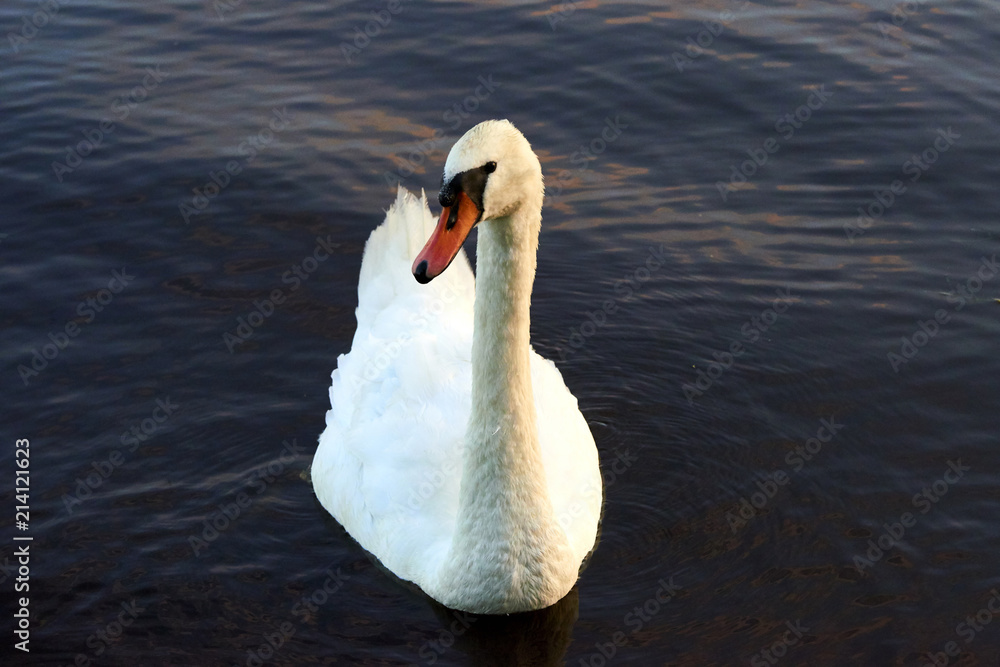 Obraz premium The mute swan (Cygnus olor). White swans on water. White swans swimming on river. Swimming birds