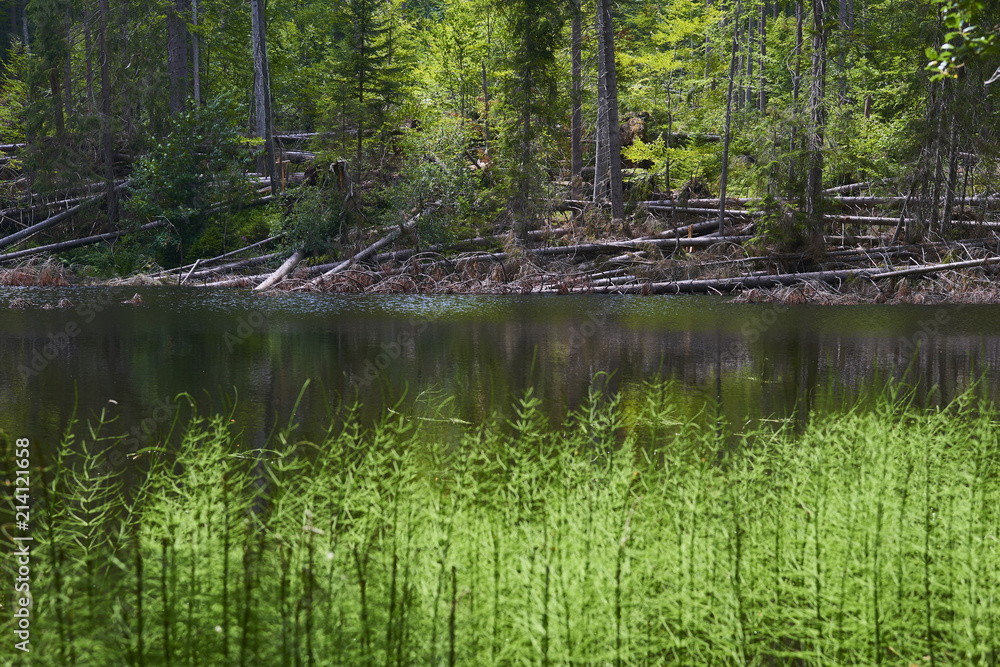  Boubin lake. Reflection of lush green trees of Boubin Primeval Forest, Sumava Mountains (Bohemian Forest National Park), Czech Republic.
