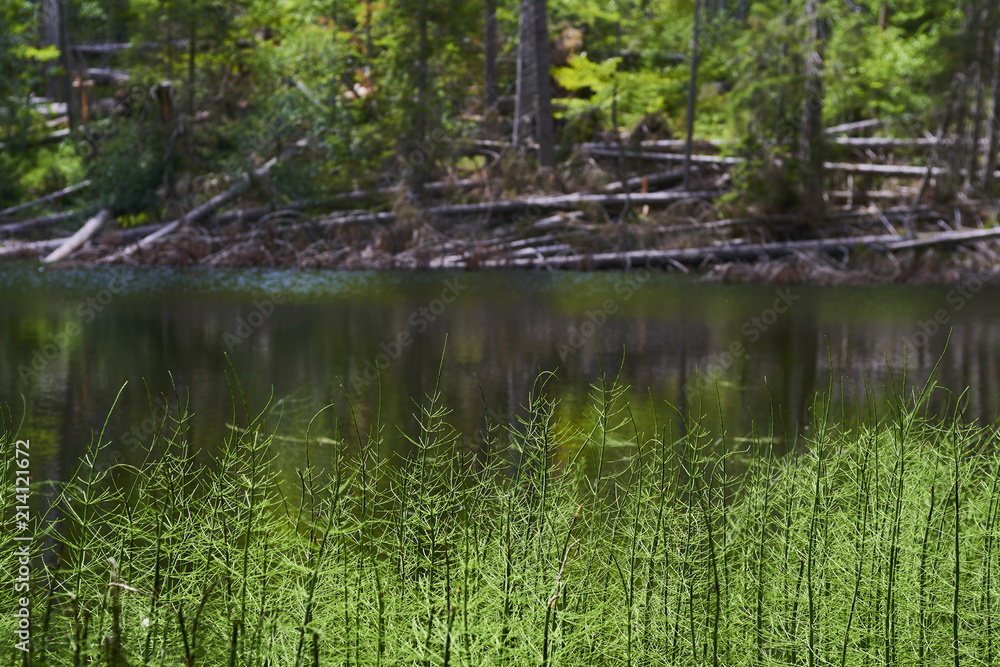 Boubin lake. Reflection of lush green trees of Boubin Primeval Forest, Sumava Mountains (Bohemian Forest National Park), Czech Republic.
Boubin lake. Reflection of lush green trees of Boubin Primeval Forest, Sumava Mountains (Bohemian Forest National Park), Czech Republic.