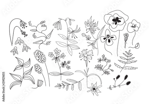 botanical hand drawn doodles. meadow plants and flowers elements. 