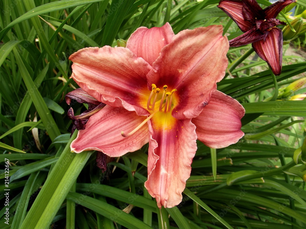 Hemerocallis Hemerocallis