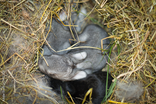 little rabbits on the grass love