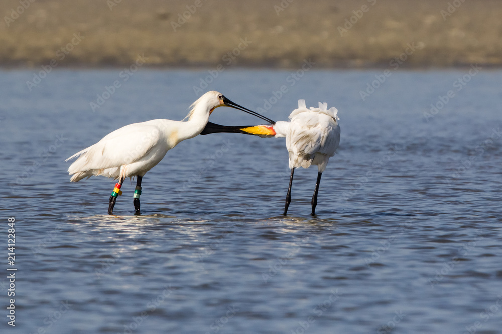 Obraz premium white spoonbill bird