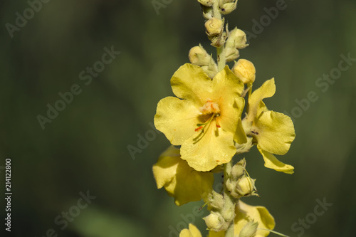 Yellow flowers and buds of common mullein  Verbascum thapsus 