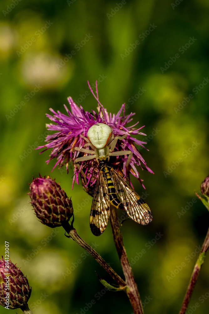 Krabbenspinne und Skorpionsfliege Krabbenspinne und Skorpionsfliege