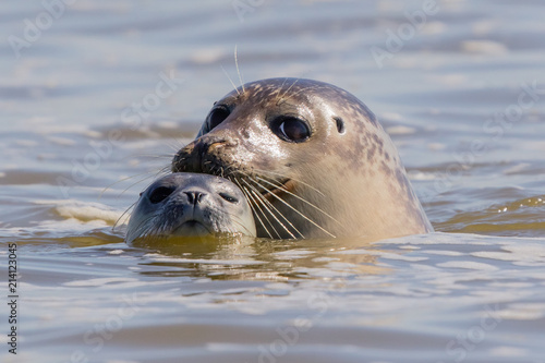 Photography seals in Baie de Somme