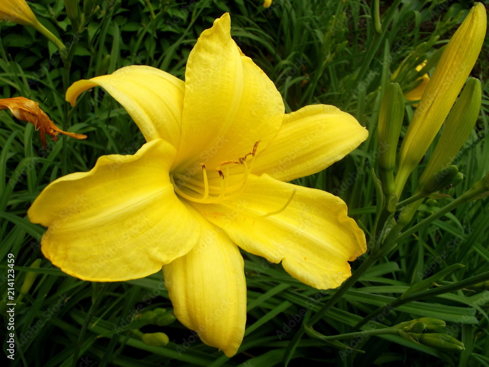 Obraz premium Hemerocallis