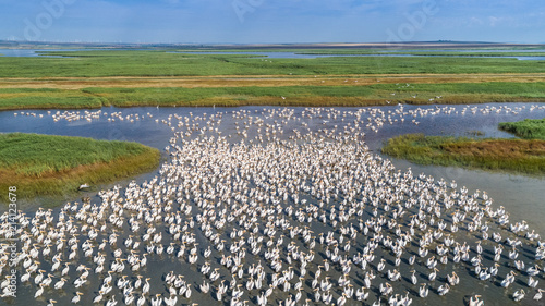 white pelicans in Danube Delta, Romania