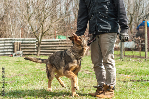German shepherd puppy training at spring