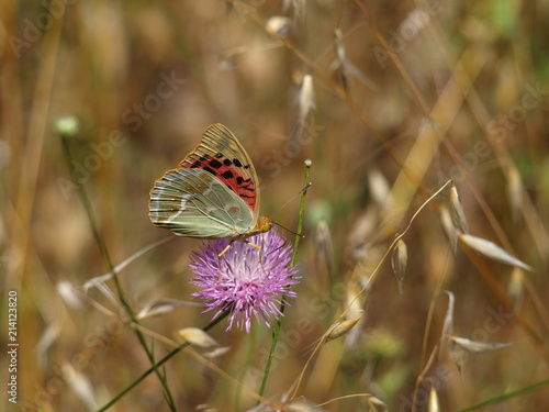 mariposa y flor de cabezuela photo