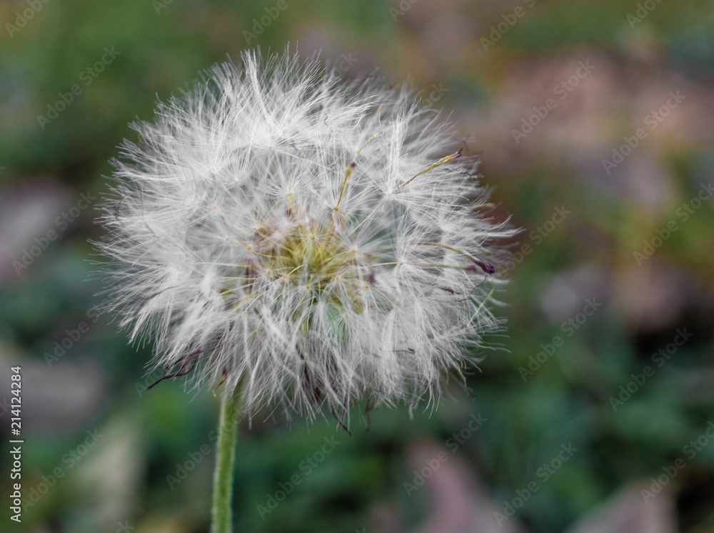 Dandelion 