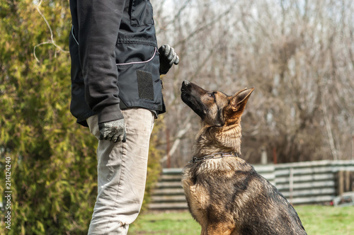 German shepherd puppy training at spring