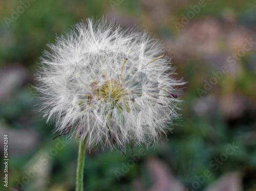 Dandelion 