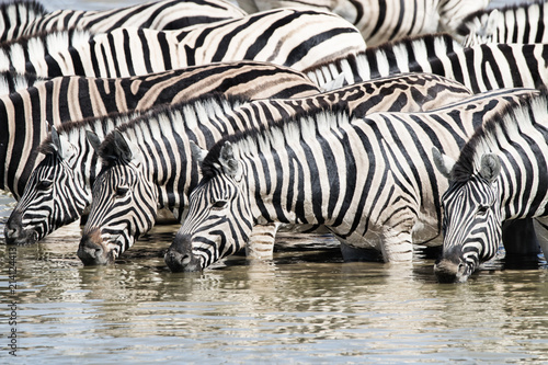 drinking zebra herd