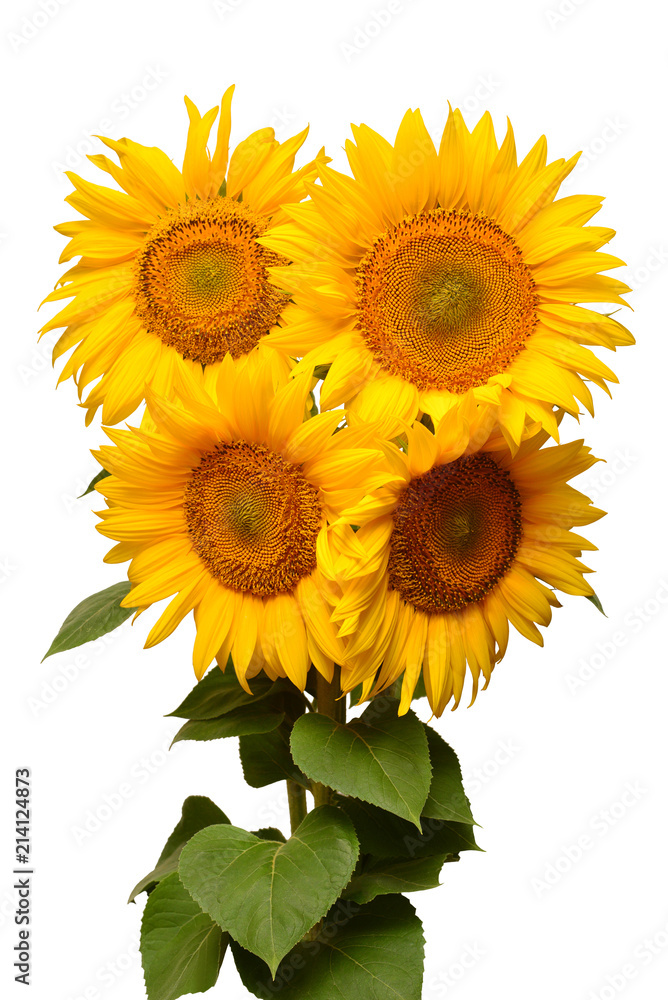 Fototapeta premium Flower bouquet sunflowers isolated on white background. The seeds and oil. Floral arrangement. Picturesque and conceptual scene. Flat lay, top view