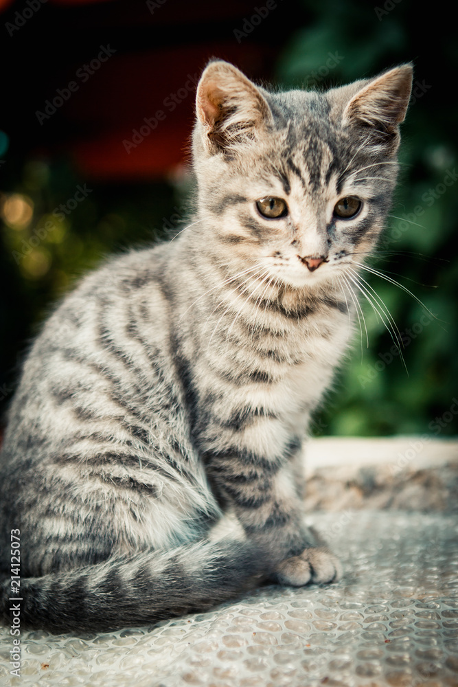beautiful and very cute grey kitten